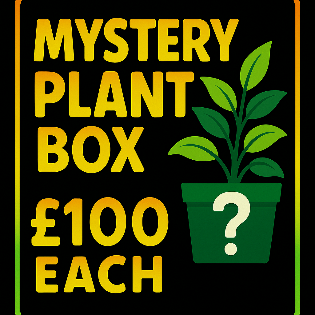 Mystery Houseplant Bundle – Surprise Plant Box (Various Price Options)