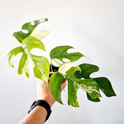 Rhaphidophora Tetrasperma Houseplant 10.5cm pot (4)