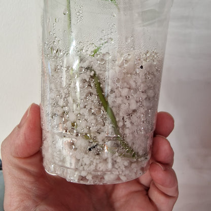 Pre-order Monstera Bulbasaur – Young TC Plantlet Exact Plant (1-14)