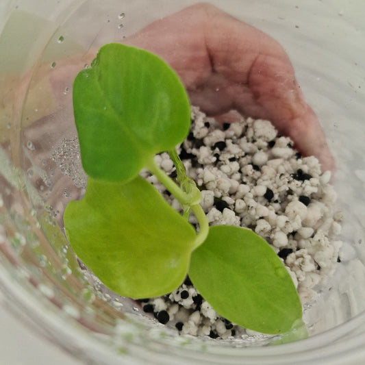 PRE-ORDER – Monstera Lemon Lime – Young Exact TC Plant (#4)