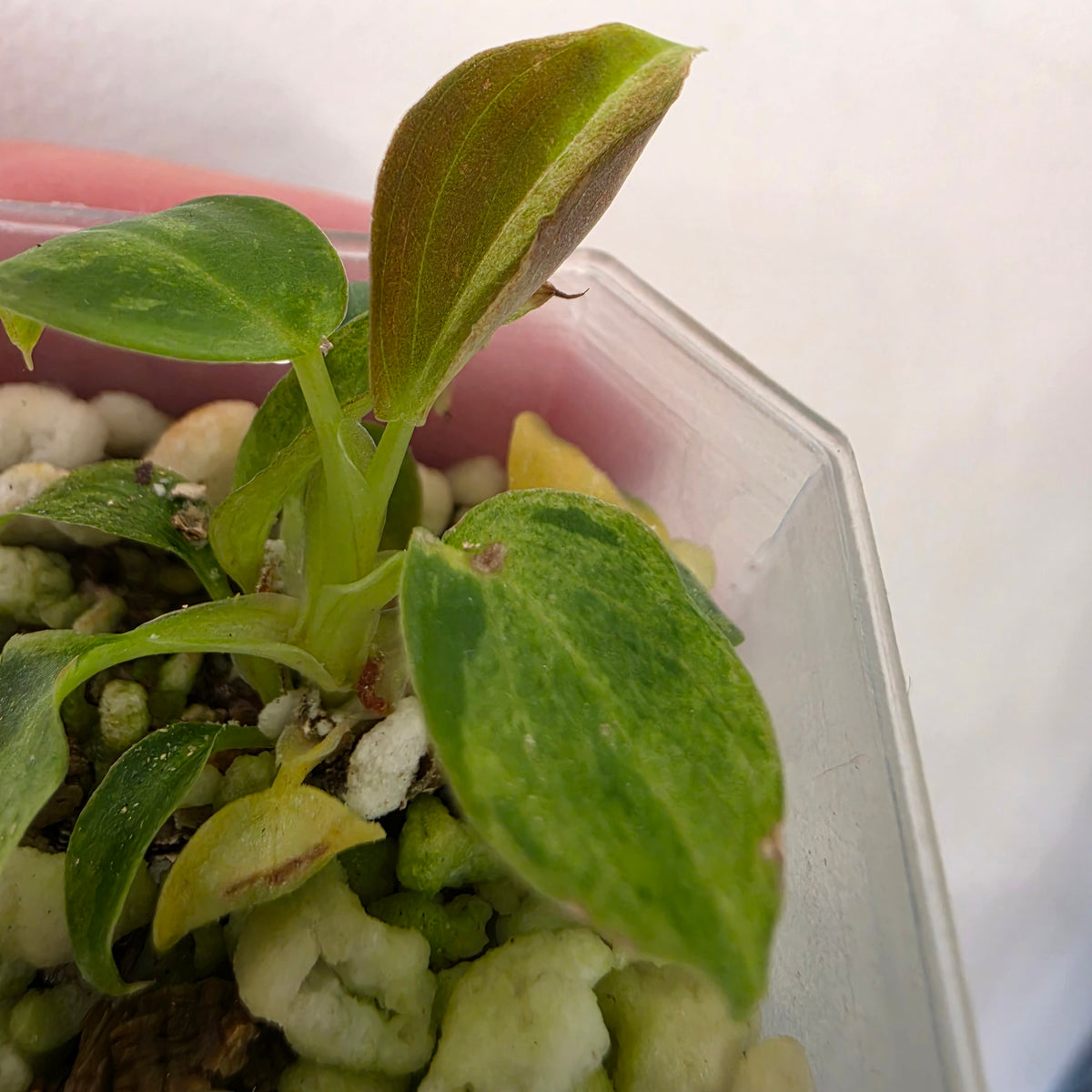 Philodendron Verrucosum Mint Variegata – Exact Plant #3