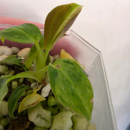 Philodendron Verrucosum Mint Variegata – Exact Plant #3