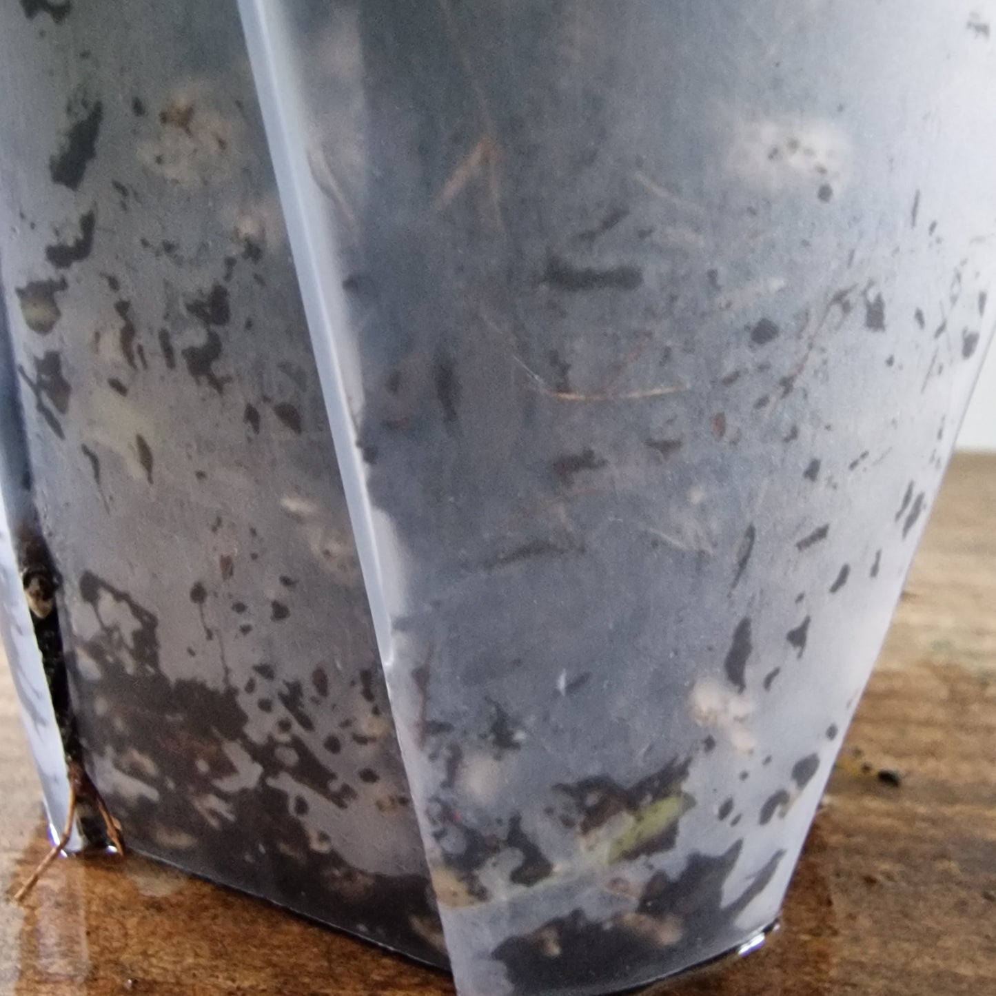 Ecuagenera Rehab Anthurium Silver Blush x Anth magnificum 'Fantasy' (A2)