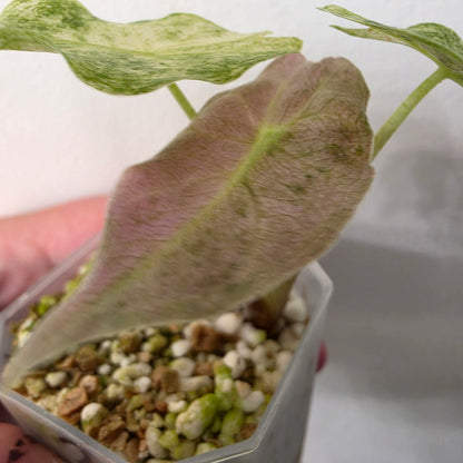 Alocasia Black Saturn Stardust Variegata exact plant #2