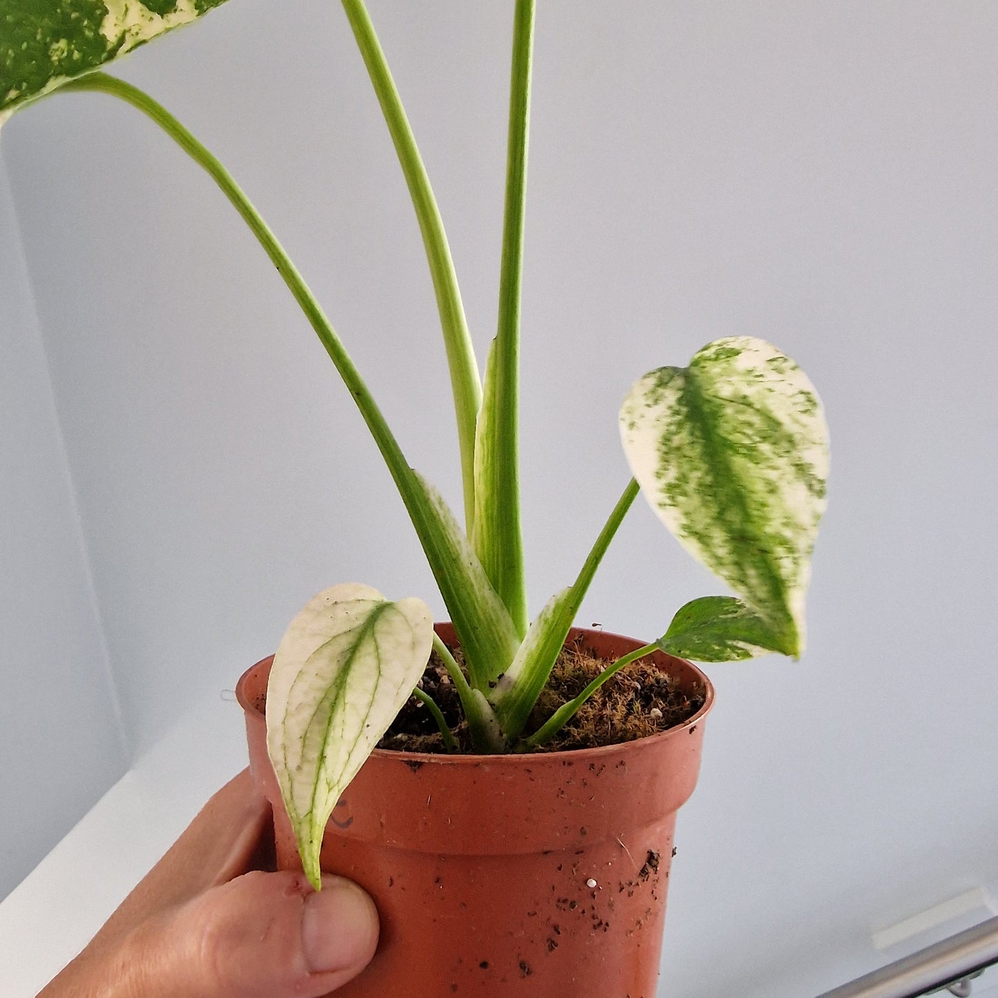 Monstera Mint Rare Houseplant 10.5cm pot (e)