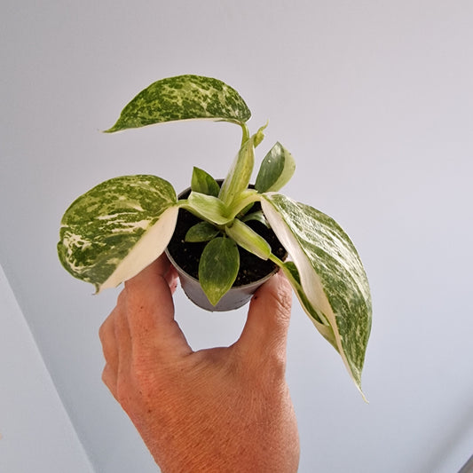 Philodendron Jose Buono Rare Houseplant 6cm pot