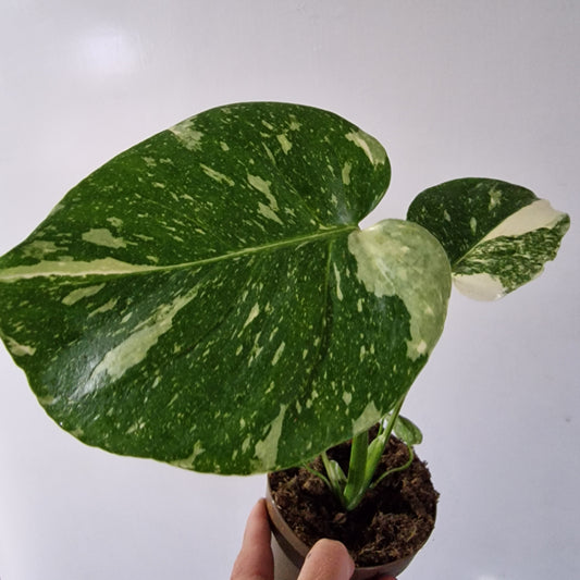 Monstera Thai Constellation Rare Houseplant 11cm pot (1a)