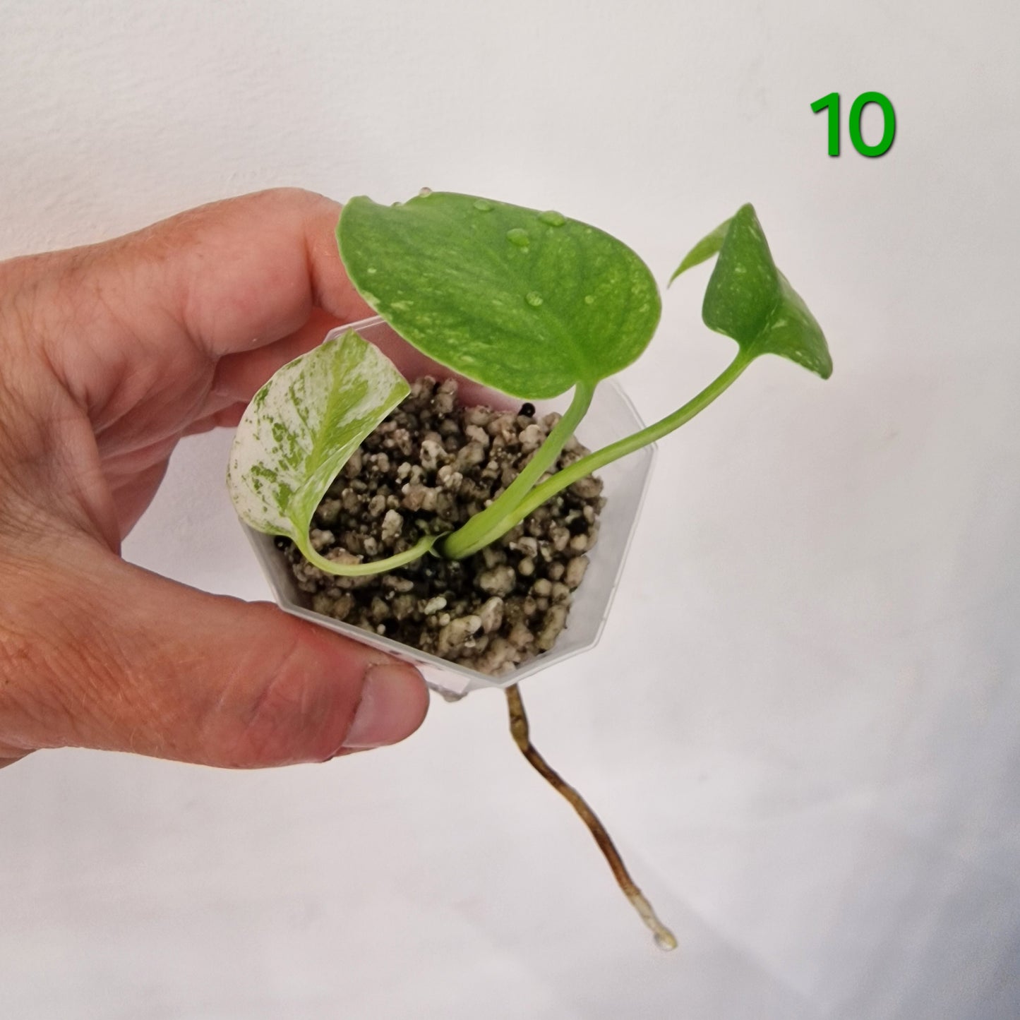 White Monstera – Choose Your Plant