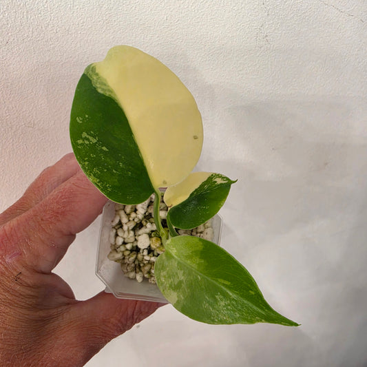 Monstera Lemon Pom Pom – Exact Plant No. 8 - See Description