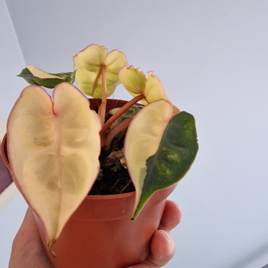 Philodendron Billietiae Variegated Houseplant 9cm pot