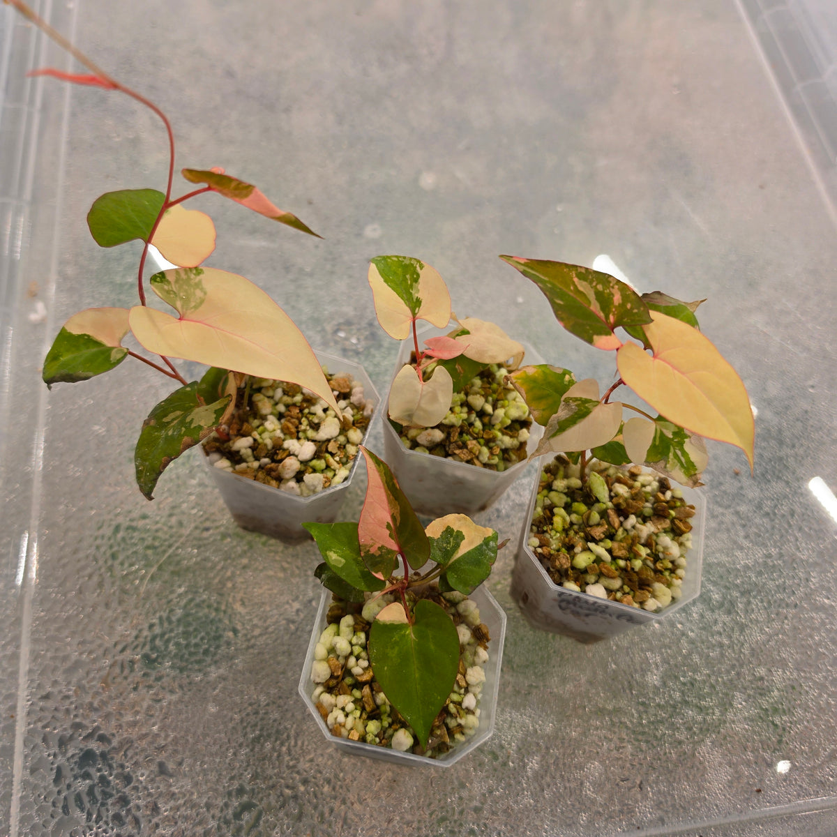 Fallopia Multiflora Variegata
