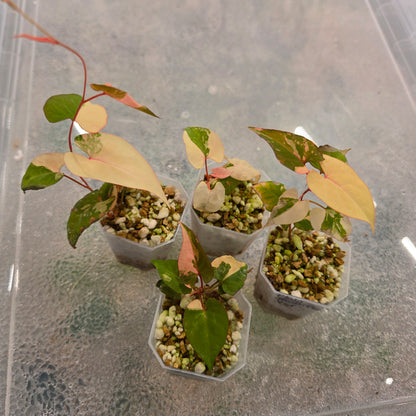 Fallopia Multiflora Variegata