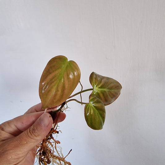 Philodendron Mican Pink Variegated Bottom Cutting rooted in Water