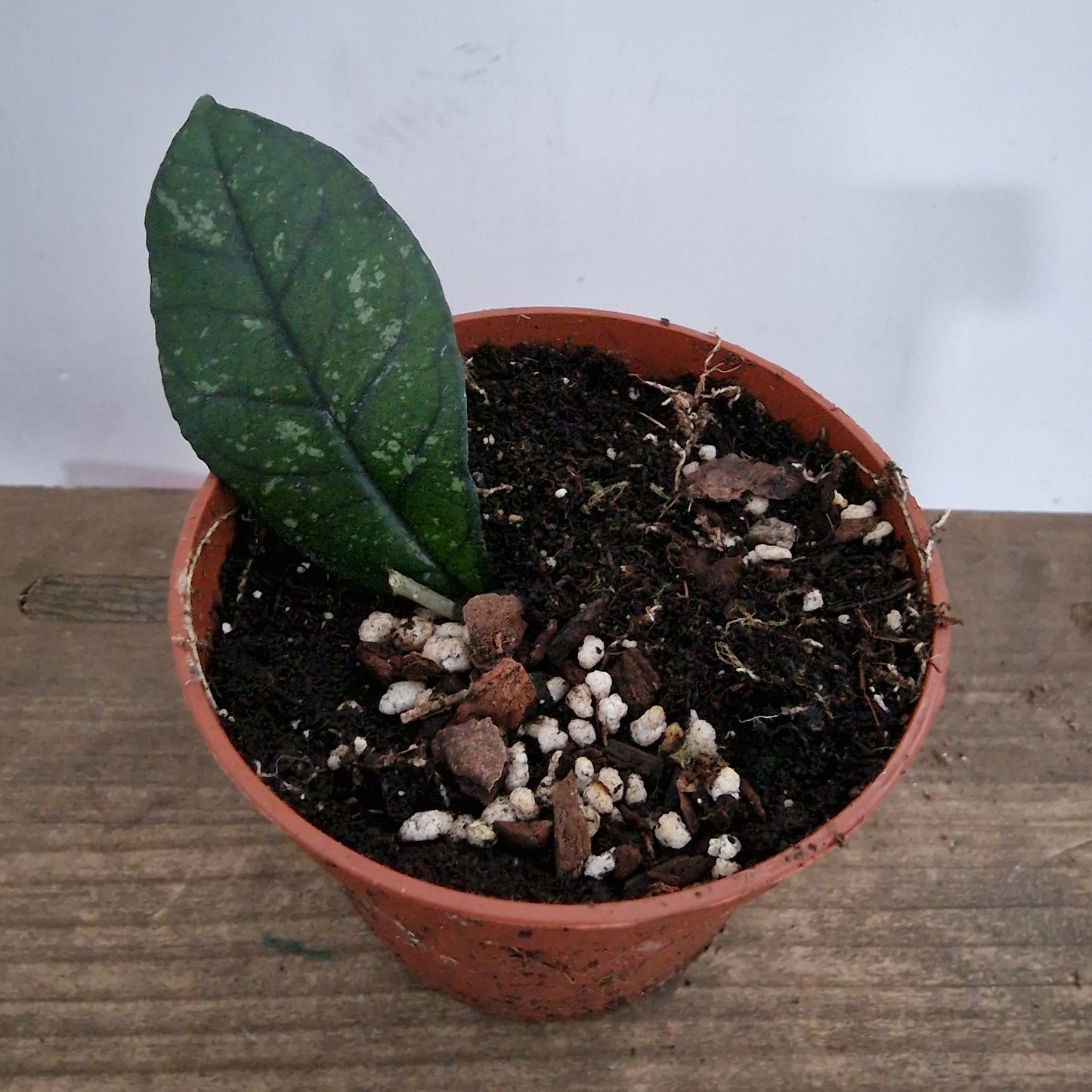 Hoya Crassipetiolata Houseplant 10.5cm pot