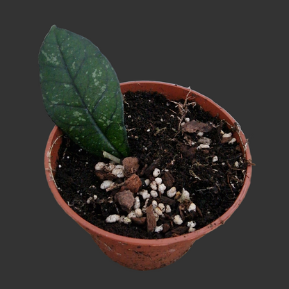 Hoya Crassipetiolata Houseplant 10.5cm pot