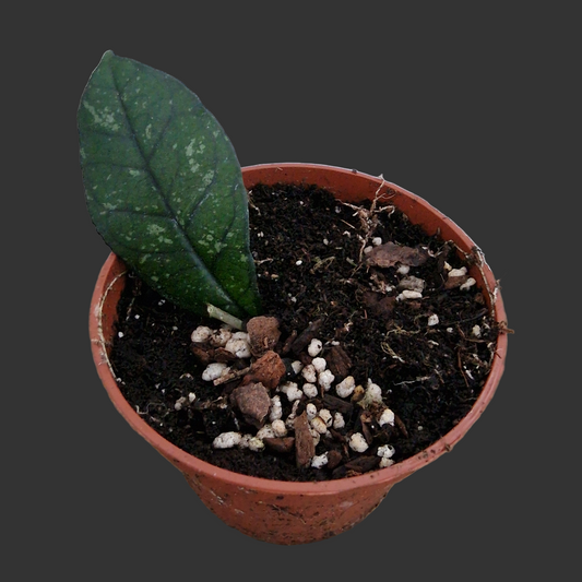 Hoya Crassipetiolata Houseplant 10.5cm pot