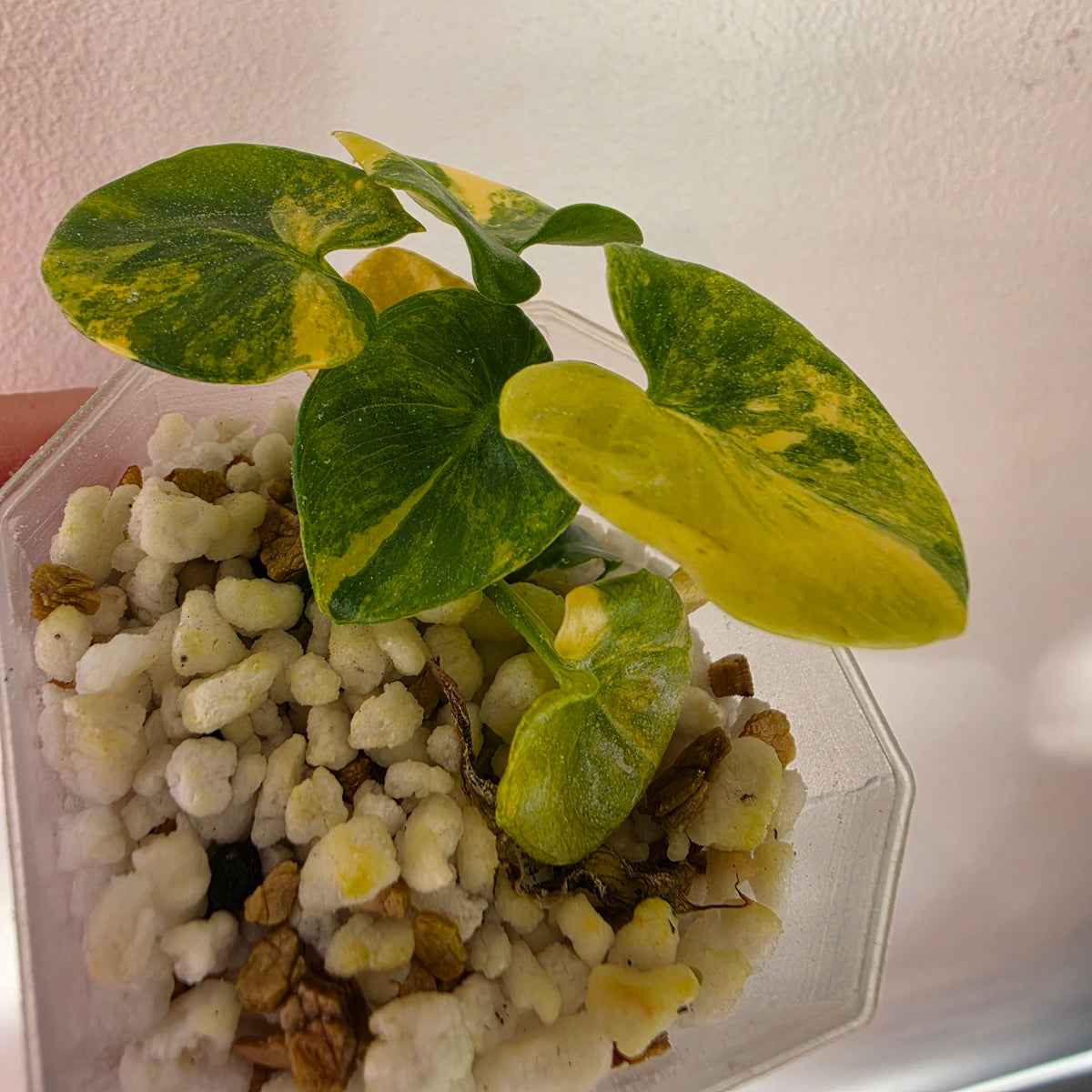 13 available at 4.50am Philodendron bundle - see description