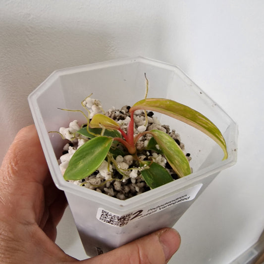 Philodendron Joepii Variegated – Exact Plant (#2)