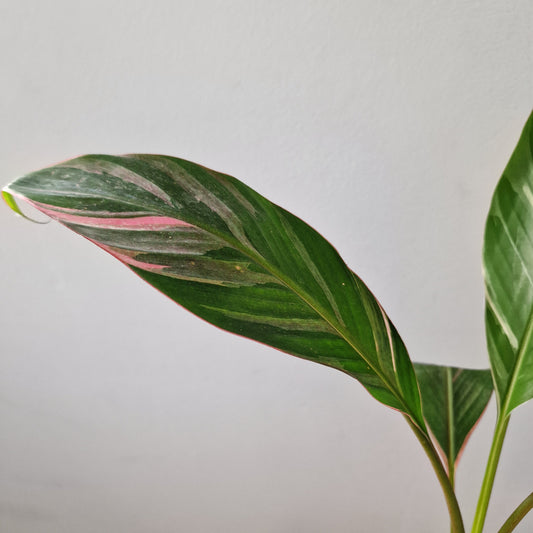 Musa Nono Rare Houseplant approx 40cm tall 10.5cm pot (1)