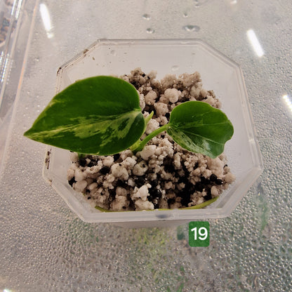 Monstera Bulbasaur – Choose Your Exact Plant (Acclimatising TC Batch) see description