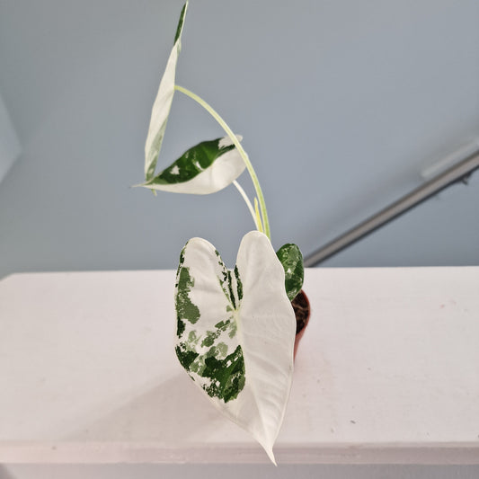 Alocasia Frydek Variegata Rare Houseplant 7cm pot