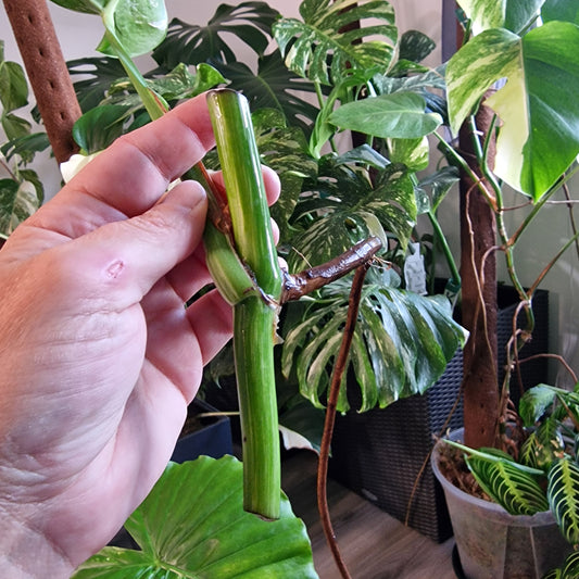 Monstera Albo Highly Variegated Middle Cutting