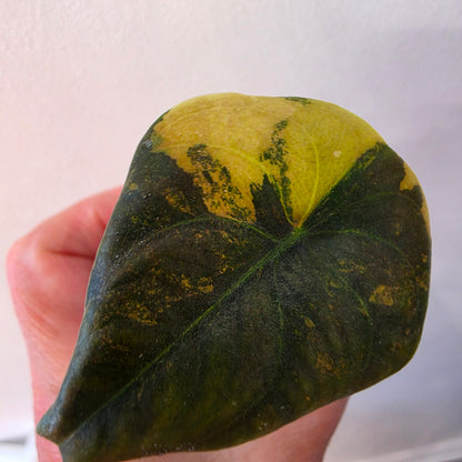 Alocasia Cuprea ‘Latte Gold’ – Acclimatised Tissue Culture | Exact Plant #1