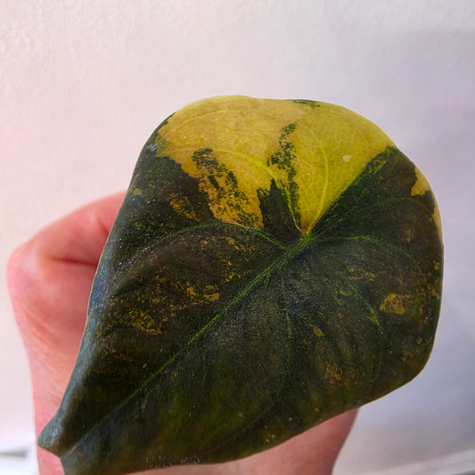 Alocasia Cuprea ‘Latte Gold’ – Acclimatised Tissue Culture | Exact Plant #1