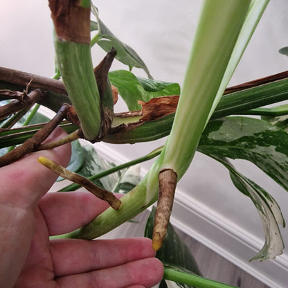 Monstera Albo – 2-Leaf Top Cutting