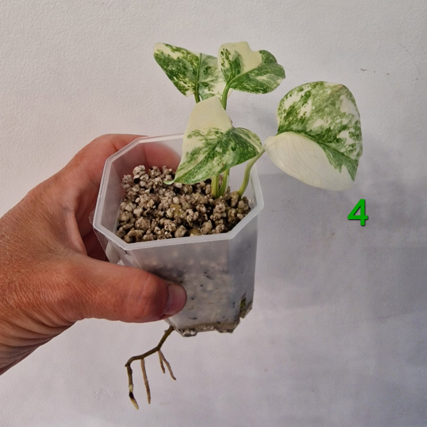 Monstera Legacy – Choose Your Plant