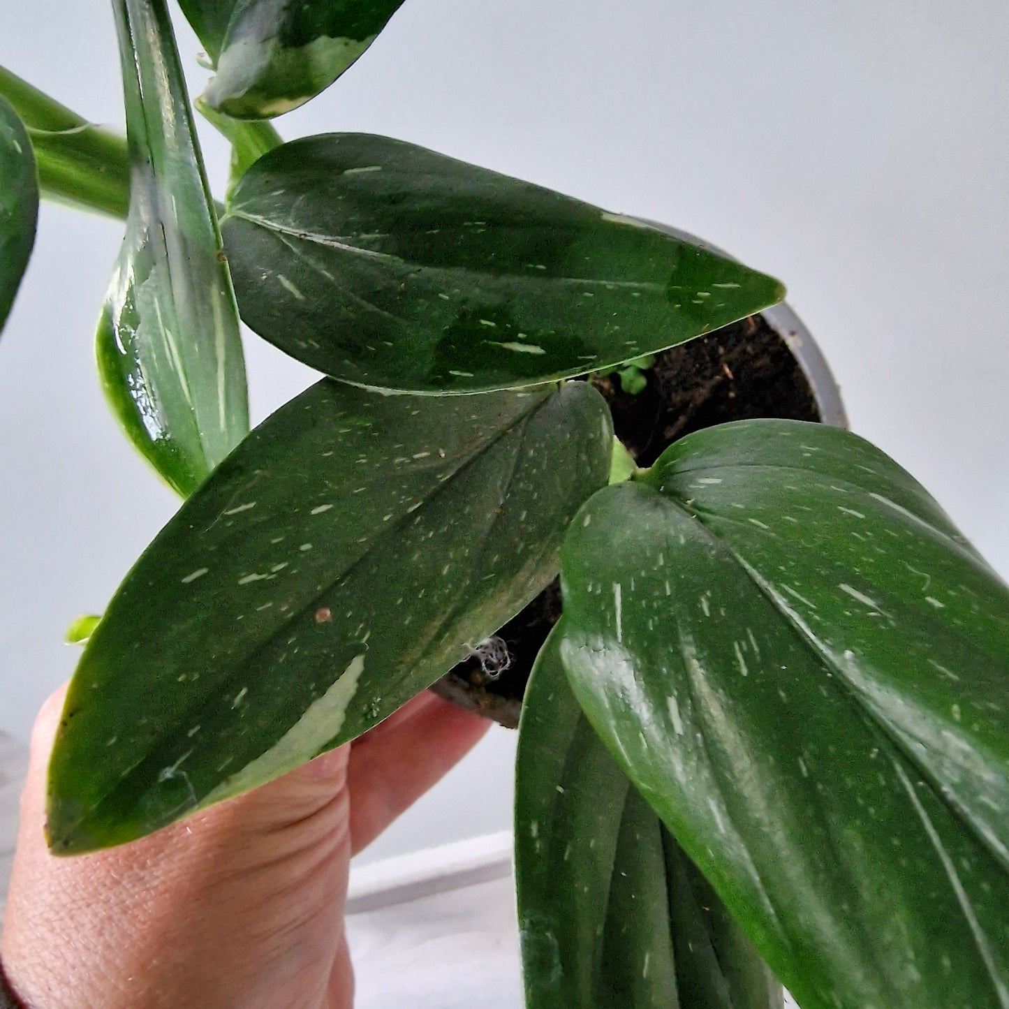 Philodendron Cobra Monstera Standleyana Variegated Rare Houseplant 12cm pot