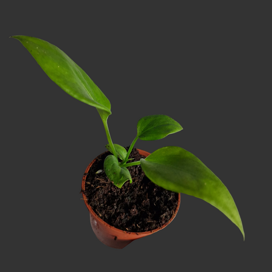 Anthurium Vittarifolium – 6cm Pot