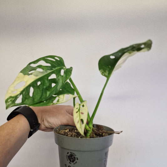 Monstera Adansonni Variegated #4