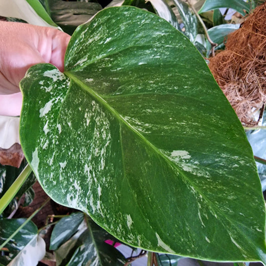 Monstera Albo Top Cutting (1)