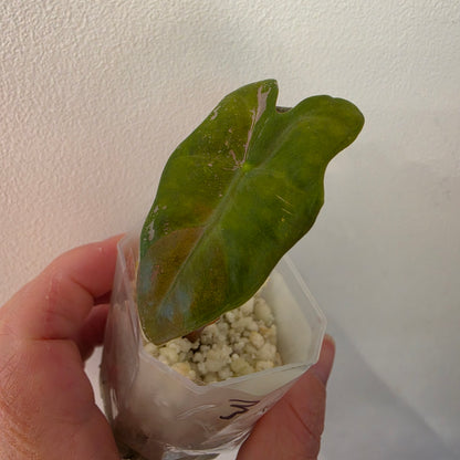 Alocasia Pink Nobilis Variegated – Fully Acclimatised | Exact Plant #3