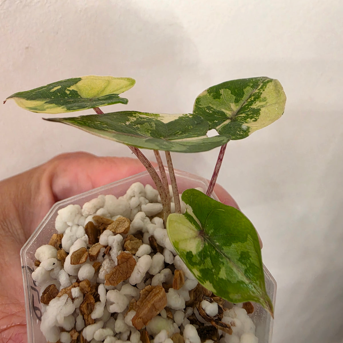 Alocasia Yucatan Princess Variegated – Exact Plant #5