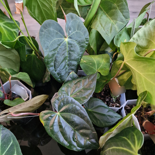 Mystery Ecuagenera Rehab Plant – £25