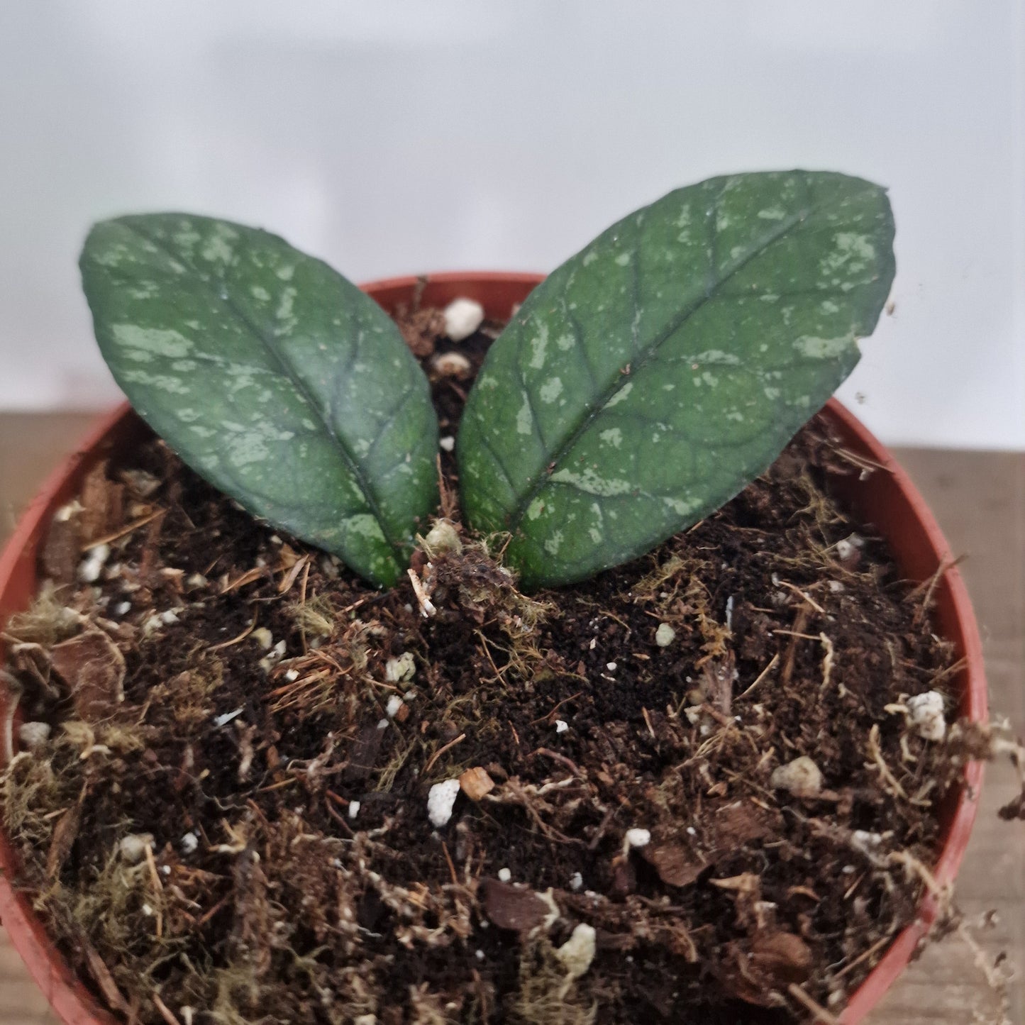 Hoya Crassipetiolata Houseplant 10.5cm pot