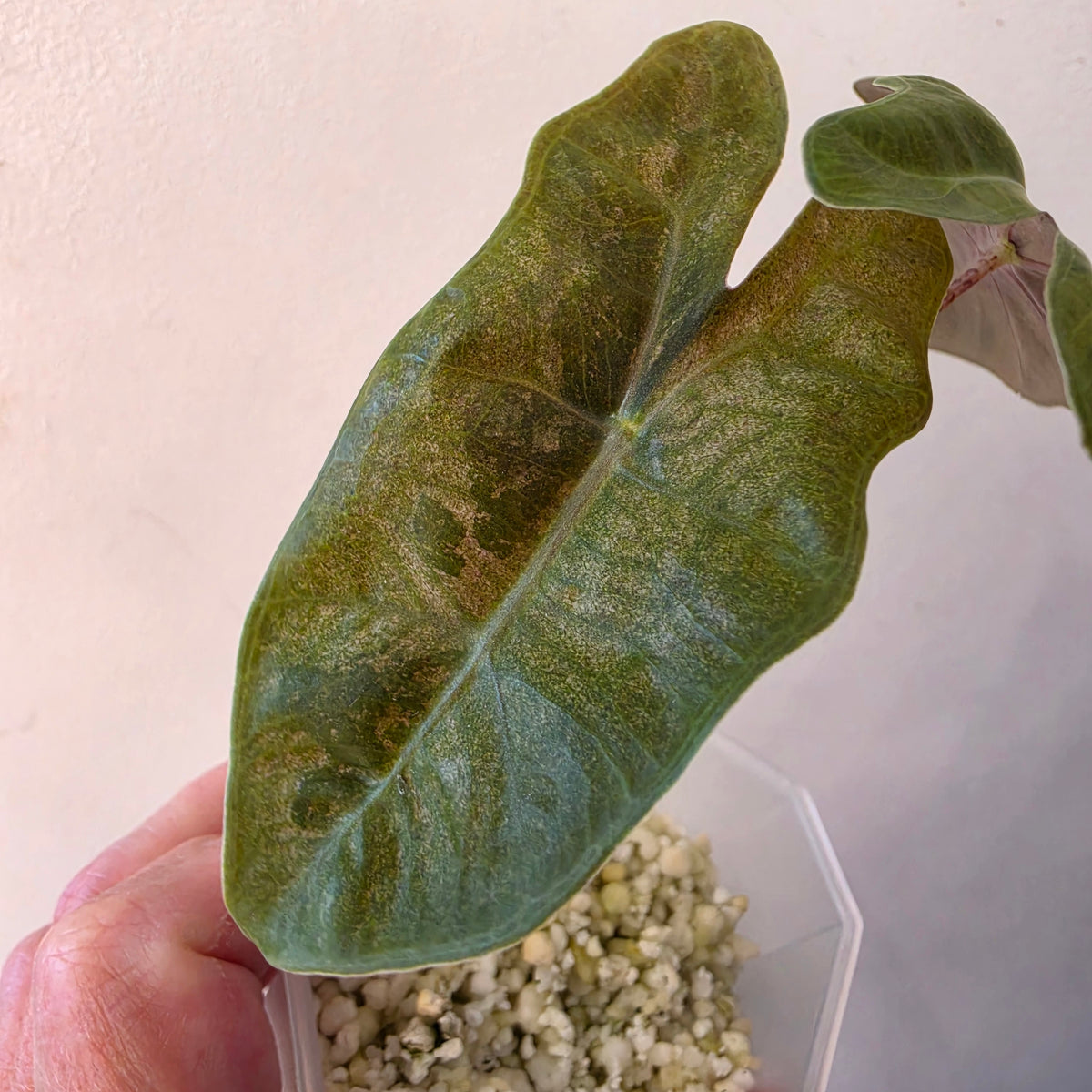Alocasia Pseudo Sanderiana Pink Variegata – Established | Exact Plant #2