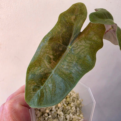 Alocasia Pseudo Sanderiana Pink Variegata – Established | Exact Plant #2