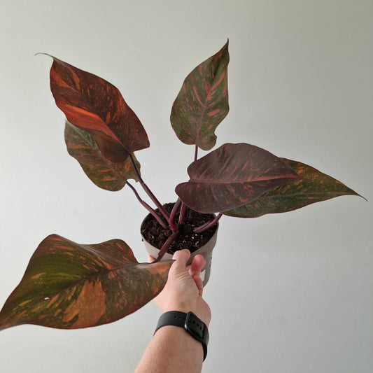 Philodendron Orange Princess – Premium Variegated Selection (#2)