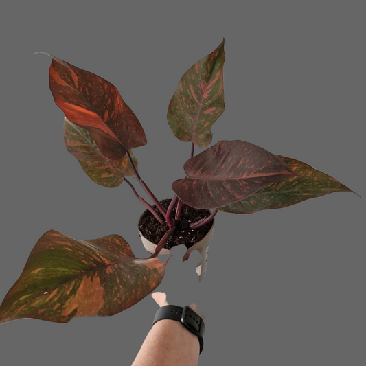 Philodendron Orange Princess – Premium Variegated Selection (#2)