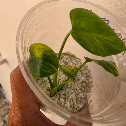Monstera Yellow Marilyn Variegated – Exact Plant (3) See Description