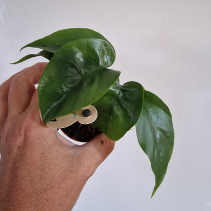 Monstera Rare Houseplant 6cm pot