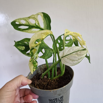 Monstera Adansonii Variegated Two Growth Points #C