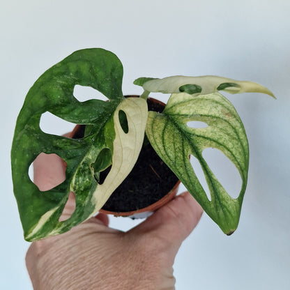 Monstera Adansonni Variegated (#c)