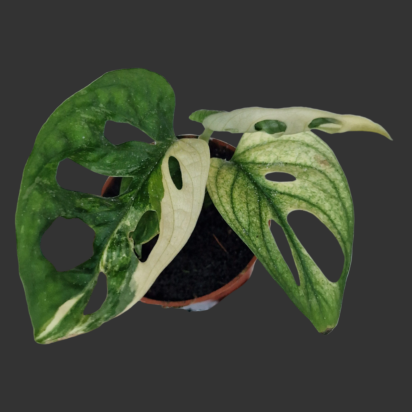 Monstera Adansonni Variegated (#c)