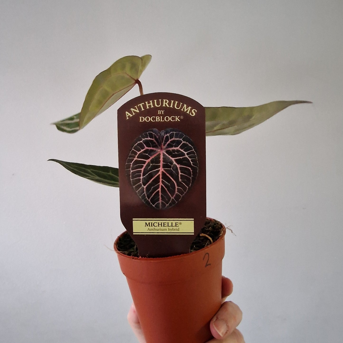 Anthurium ‘Michelle’ by DocBlock – 9cm Pot (#2)