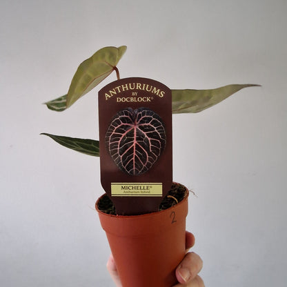 Anthurium ‘Michelle’ by DocBlock – 9cm Pot (#2)