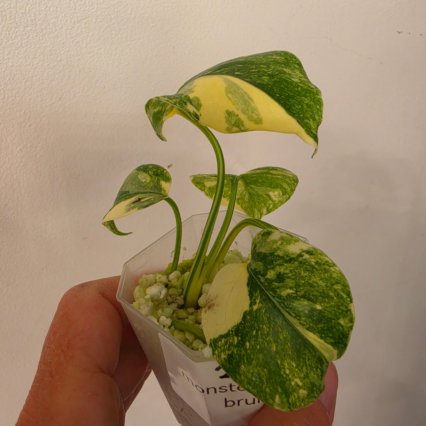 Monstera Crème Brûlée – Exact Plant No. 2 - See Description